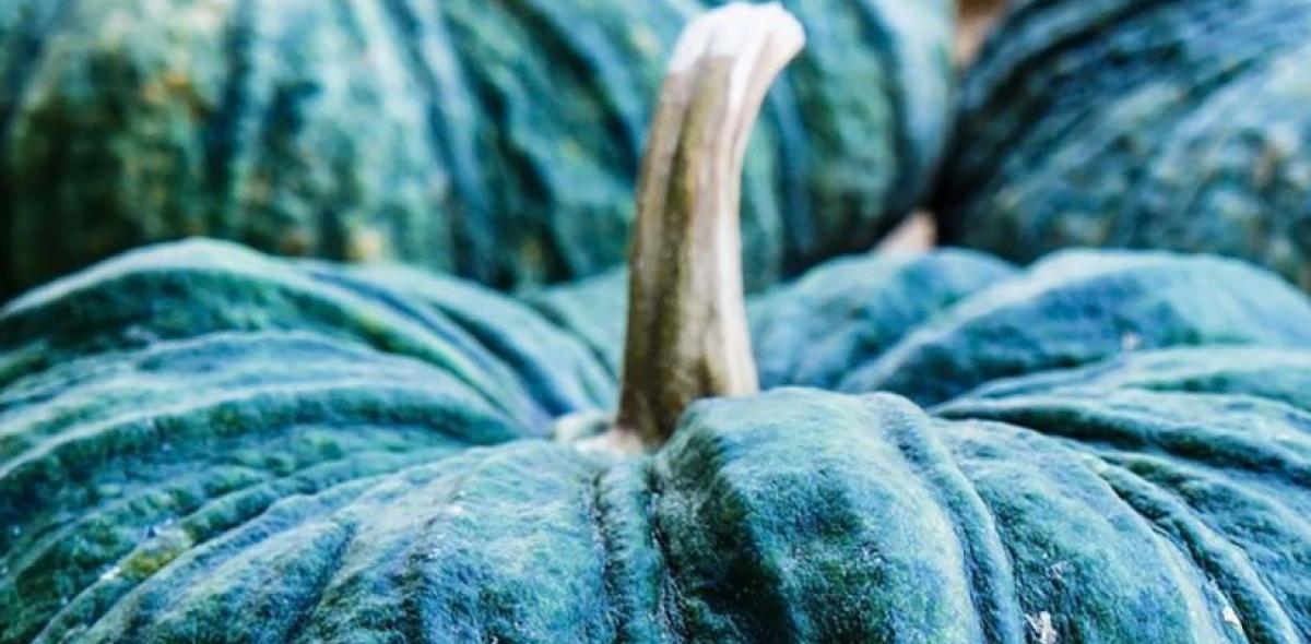 De herfst is het ideale moment om pompoenen te oogsten De herfst is het ideale moment om pompoenen te oogsten
